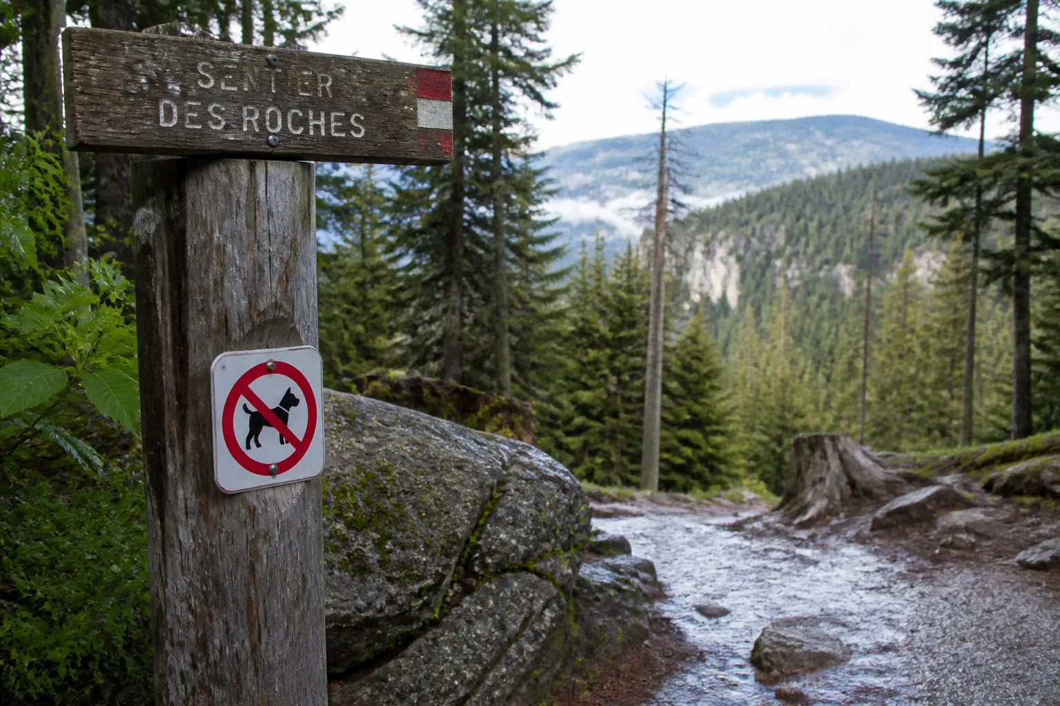 Chien en randonnée dans les Vosges : les zones interdites